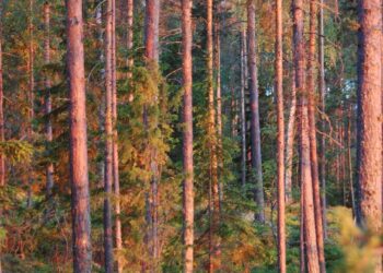 Suomella on runsaasti puuraaka-ainetta myös bioenergiatuotteisiin.