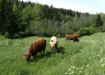 MTK pitää tärkeänä, että  hallitus haluaa EU-maatalouspolitiikan uudistuksessa turvata maataloutemme rahoituksen.