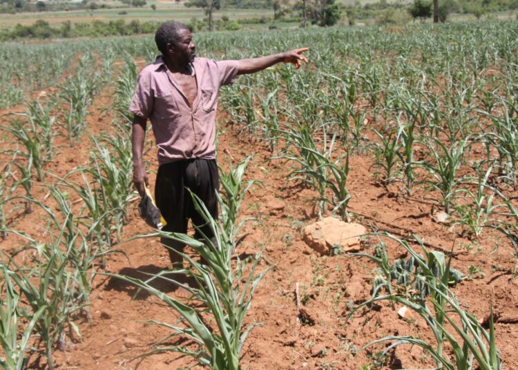 Zimbabwen maatalous on kärsinyt viime vuosina kuivuudesta. Vumbassa asuva viljelijä Daniel Chirara esitteli vuonna 2016 kuihtunutta maissipeltoaan.