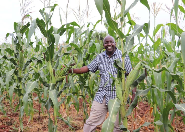 Justus Kimeu maatilallaan Kithianin kylässä, Makuenin maakunnassa Keniassa. Käyttämällä elvyttävän maatalouden tekniikkoja Kimeu tuotti ennätysmäisen maissisadon, vaikka kasvatuskausi oli erittäin kuiva. Hän on yksi lähes yhdeksästäsadasta kenialaisesta maanviljelijästä, jotka osallistuvat elvyttävän maatalouden pilottiprojektiin.