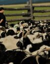 Karjankasvattaja D. Chimiddulam odottelee lampaiden ja vuohien kera kotona poikaansa, joka on etsimässä vaeltelemaan lähtenyttä karjaansa.