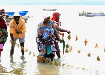 Saada Juma (vasemmalla) työskentelee muiden merilevänviljelijöiden kanssa Sansibarin rannikolla.