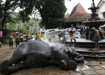 Norsua pestiin elokuussa ennen Esala Perahera -juhlaa Sri Lankan entisessä pääkaupungissa Kandyssa.
