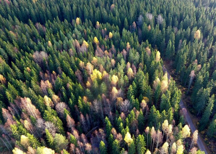 Jari Myllykosken mukaan yhteismetsät tarjoavat myös mahdollisuuden huolehtia metsäluonnon monimuotoisuudesta.