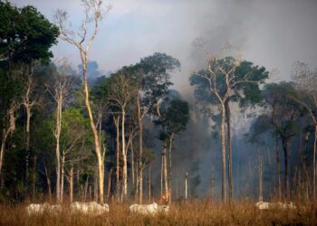 Metsäpalo Brasiliassa Paran osavaltiossa lähellä Novo Progressoa.