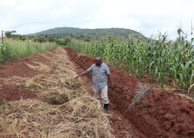 Elvyttävässä maataloudessa rikkaruohoja käytetään maaperän muodostuksessa. Justus Kimeu sai huiman maissisadon elvyttävän maatalouden tekniikkoja käyttämällä.
