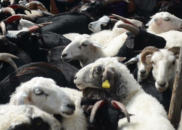 Bat-Ulziissa 56 000 lammasta ja vuohta on saanut korvamerkin ja tullut rekisteröidyksi AIRS-järjestelmään.