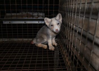 Ketun poikanen puolalaiselle turkistarhalla.