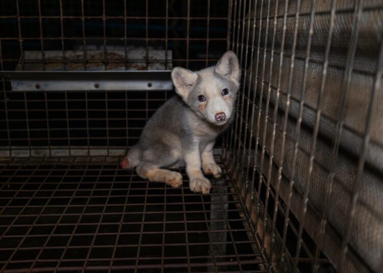 Ketun poikanen puolalaiselle turkistarhalla.