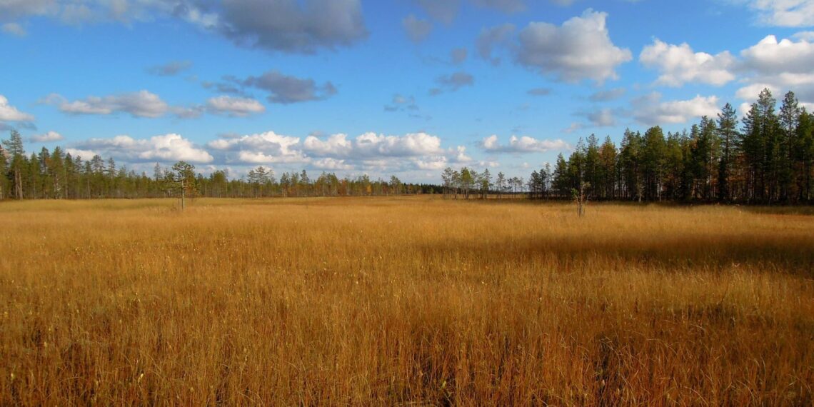 Ruskan värejä Viiankiaavan luonnonsuojelualueella Sodankylässä.