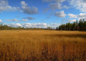 Ruskan värejä Viiankiaavan luonnonsuojelualueella Sodankylässä.