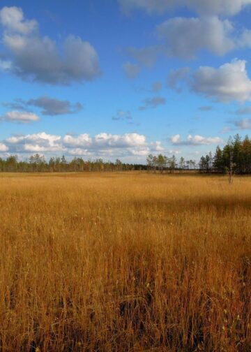 Ruskan värejä Viiankiaavan luonnonsuojelualueella Sodankylässä.