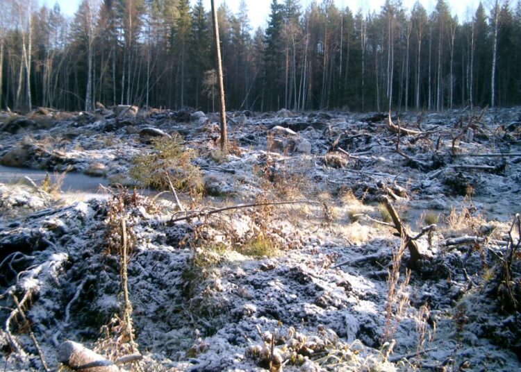 Kankaanpään puronvarsikorpi näytti tällaiselta hakkuun jäljiltä.