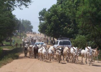 Karjaa kadulla Etelä-Sudanin pääkaupungissa Jubassa.