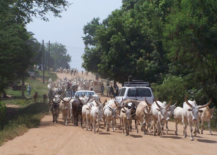 Karjaa kadulla Etelä-Sudanin pääkaupungissa Jubassa.