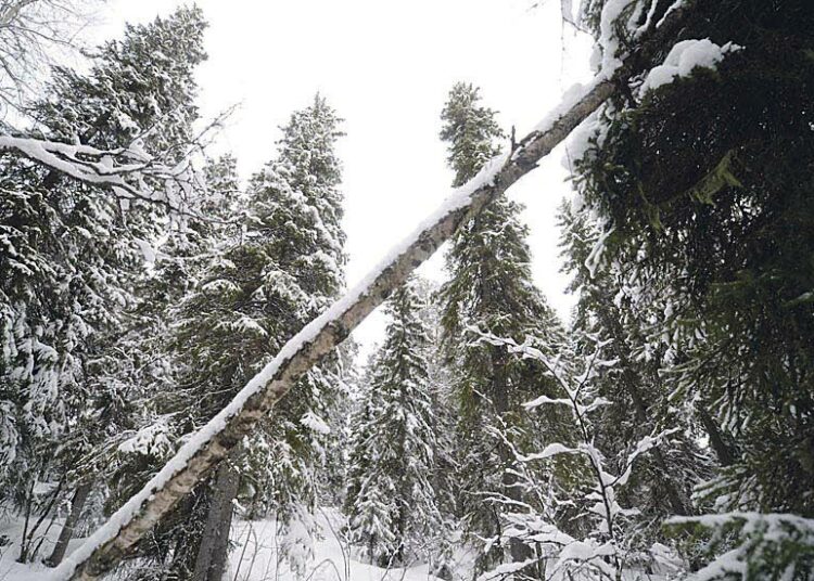 Monen uuden biotuotteen raaka-aineeksi voisi sopia parhaiten pohjoisen metsissä viljeltävä puhdas puu.