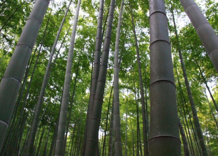 Bambu on monikäyttöinen hyötykasvi ja toimii lisäksi erittäin tehokkaana hiilinieluna.
