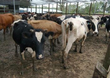 Argentiina on perinteisesti ollut karjatalousmaa, ja eläinten osuus on merkittävä myös sen kasvihuonekaasupäästöissä.