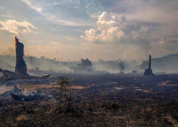 Palanutta metsää Altamirassa, Parán osavaltiossa Brasiliassa.