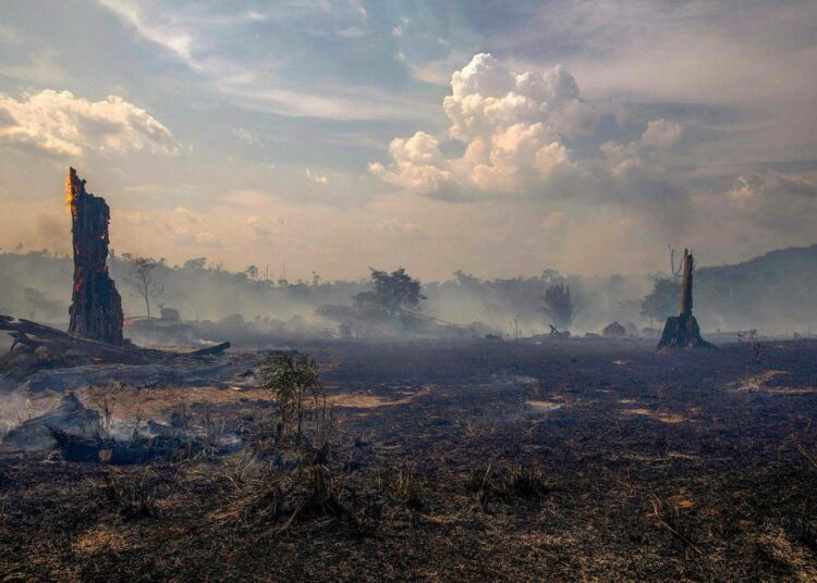 Palanutta metsää Altamirassa, Parán osavaltiossa Brasiliassa.