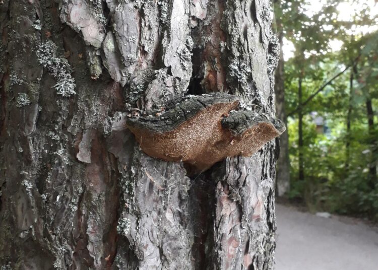 Männynkääpä kasvaa vanhoissa kilpikaarnaisissa männyissä, jotka ovat vielä eläviä.