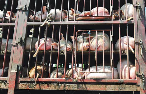 Sikoja ja sianlihaa ei tarvitse tämän taudin takia ryhtyä välttämään. Kuva Kiinasta.