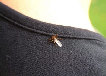 Hirvikärpänen ei säikähdä ensimmäisiä viileitä ilmoja.