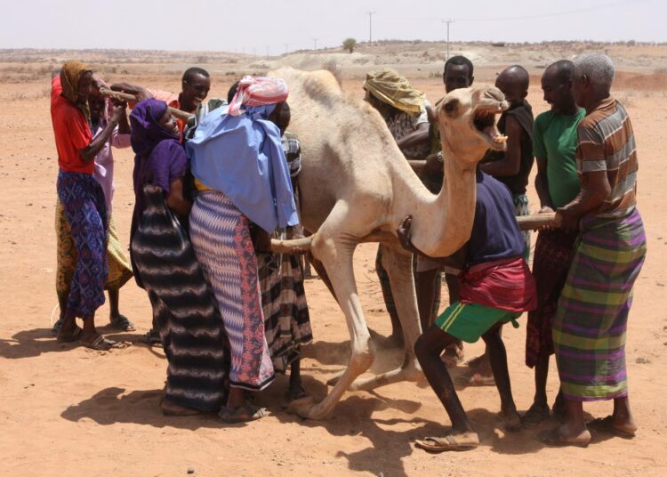 Kotimaassaan pakolaisiksi joutuneet etiopialaiset paimentolaiset yrittävät auttaa heikkoon kuntoon mennyttä kamelia jaloilleen. Kuivuus on tappanut karjaa miljoonien eurojen arvosta.