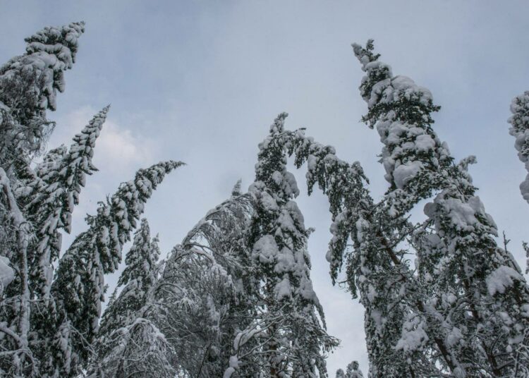 Hiililuokitus jakaa metsätalouden piirissä olevat kohteet seitsemään luokkaan.