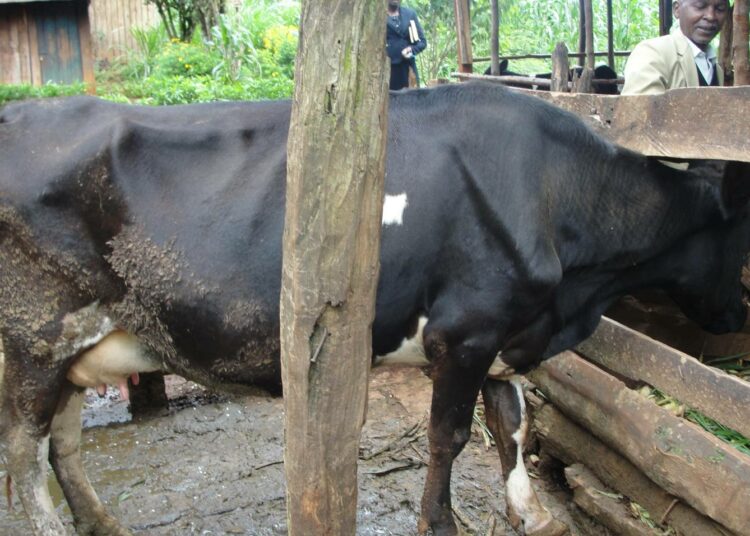 Jos kotieläimet syövät aflatoksiinin saastuttamaa maissia, myrkkyä kertyy myös niiden lihaan ja maitoon.