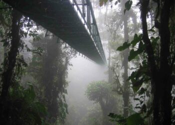 Silta sademetsässä Puerto Viejossa, Costa Ricassa.