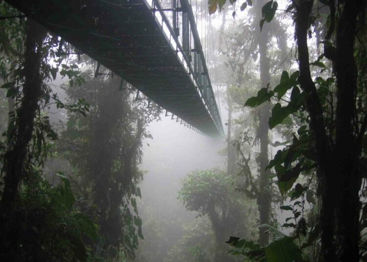 Silta sademetsässä Puerto Viejossa, Costa Ricassa.
