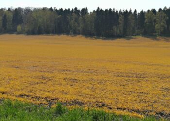 Glyfosaatilla käsitelty pelto Saksassa.