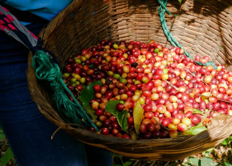 San Isidron maatalousteollisuuden työntekijöiden yhdistyksen tuotanto myydään eurooppalaiselle ostajalle Reilun kaupan järjestelmän mukaisesti. Saatu lisähinta käytetään yhdistyksen jäsenten sekä heidän yhteisönsä sosiaalisen ja ympäristöllisen hyvinvoinnin parantamiseen.
