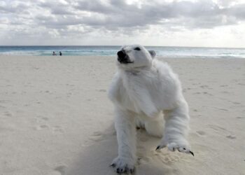 Jääkarhuksi pukeutunut ympäristöaktivisti tallusteli hiekkarannalla Meksikon Cancúnissa ilmastokokouksen aikana.