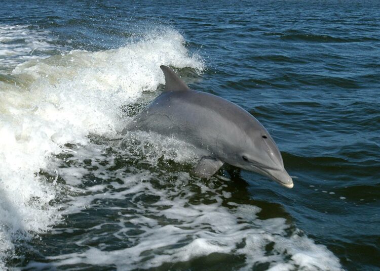 Suloinen delfiini saattaa olla hyvinkin aggressiivinen lajikumppaneitaan kohtaan.