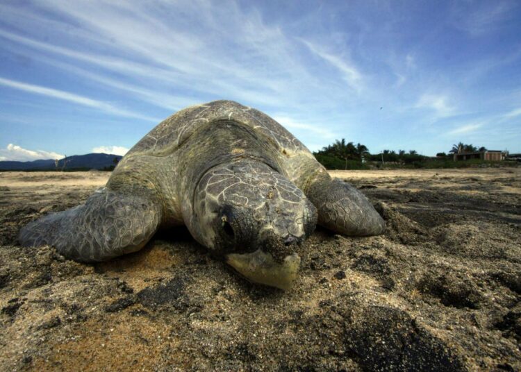 Hienoksi jauhautuva muovi aiheuttaa vaaran meren eläimistölle kuten kilpikonnille.