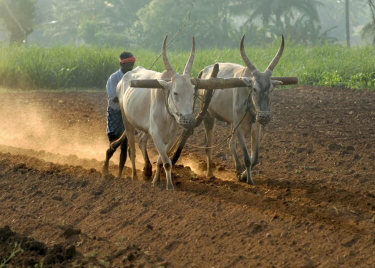 Maanviljely Intiassa on kovaa työtä. Radio-ohjelmat ovat antaneet tietoa ja toivoa maanviljelijöille.