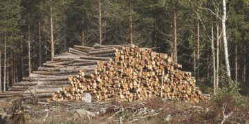 Tutkimus puolustaa avohakkuita osana talousmetsien hoitoa.