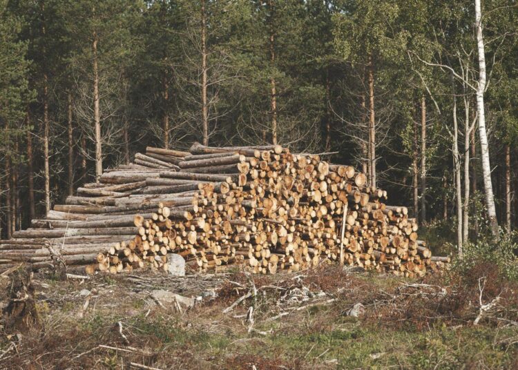 Tutkimus puolustaa avohakkuita osana talousmetsien hoitoa.