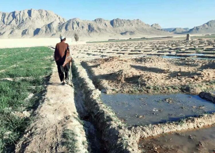 Ooppiumiunikkopellot ovat olleet yhteisoperaation kohteena, mutta viljelyä ei ole saatu vähennettyä. Afganistan tuottaa valtaosan maailman heroiinista.