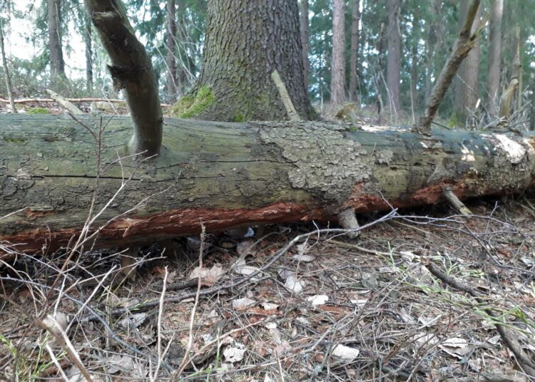 Ruostekääpä on kaatuneiden kuusien alkulahottaja, kuvassa rungon alalaidalla.