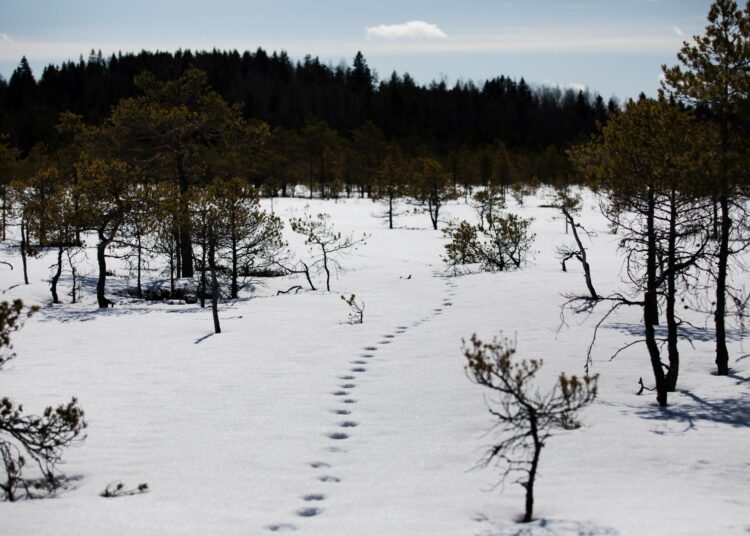 Eläimen jäljet johtavat lumisen suon läpi.