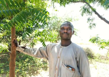Jabiru Muhammedin vieressä oleva puu on istutettu hänen kotikyläänsä Jigawan osavaltiossa osana Saharan vihreä muuri -hanketta.