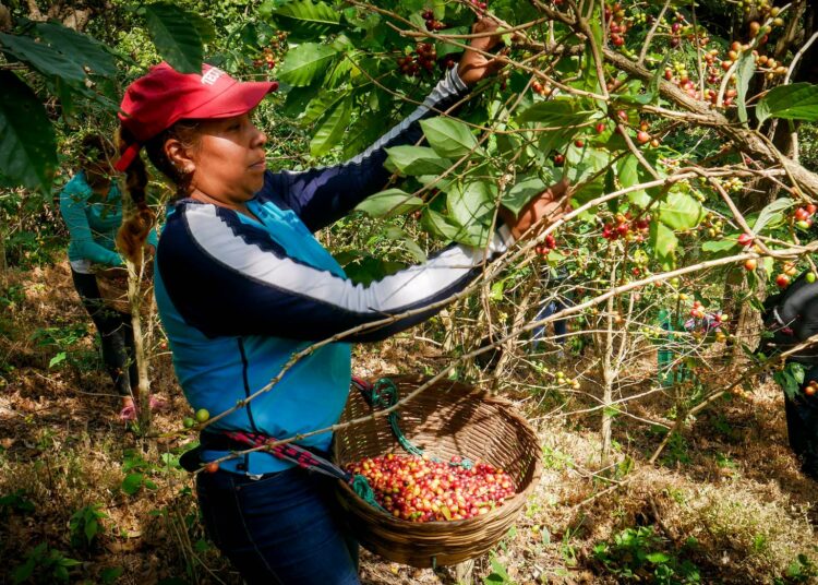 33-vuotias Arely Alarcón poimii kahvipapuja käsin Santo Tomásin tilalla Izalcon alueella El Salvadorin länsiosassa. Tila tuottaa kahvia Reilun kaupan sertifikaatin alla.