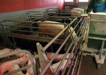 Eläintiloilla on tullut ilmi monia sopimusrikkomuksia ulkomaalaisten työntekijöiden palkanmaksussa.