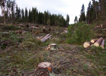 Luonto-Liitto ja Etelä-Karjalan luonnonsuojelupiiri vaativat  hakkuiden keskeyttämistä välittömästi.