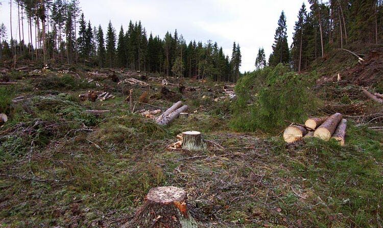 Luonto-Liitto ja Etelä-Karjalan luonnonsuojelupiiri vaativat  hakkuiden keskeyttämistä välittömästi.