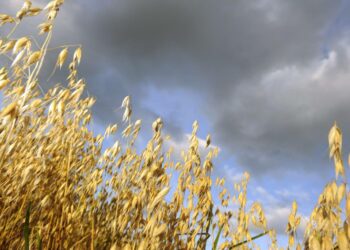 Yhdysvalloilla on erilainen suhtautuminen moniin elintarviketurvallisuuteen liittyviin asioihin, esimerkiksi geenimuunteluun.