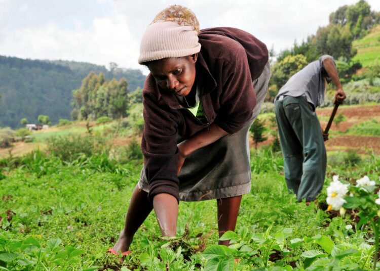 Afrikan maataloustuotannosta 75 prosenttia on pientilojen harteilla.